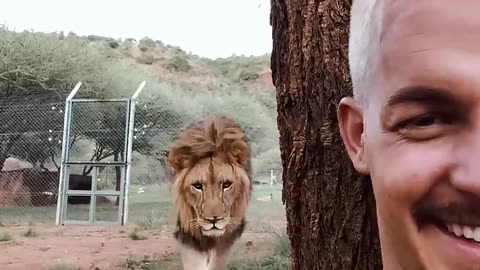 lovely lion