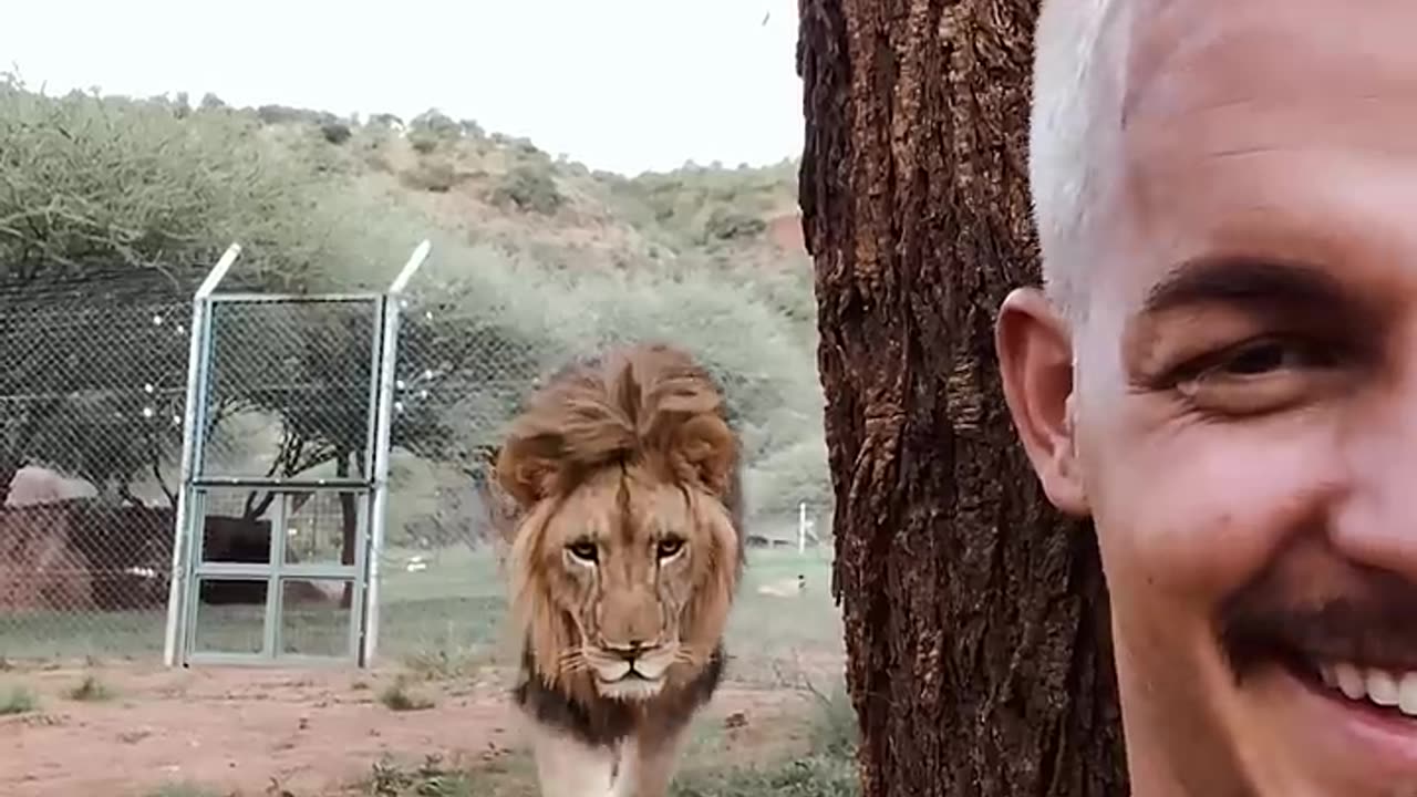 lovely lion