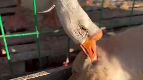 A cute golden retriever fights with a goose for food