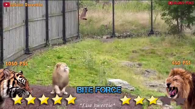 Lion VS Tiger - Tiger VS Lion Fight Real Video - Blondi Foks