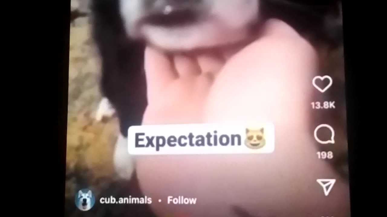 Funny dogs video 2023