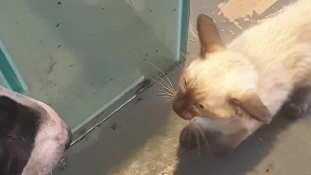 Siamese kitten plays