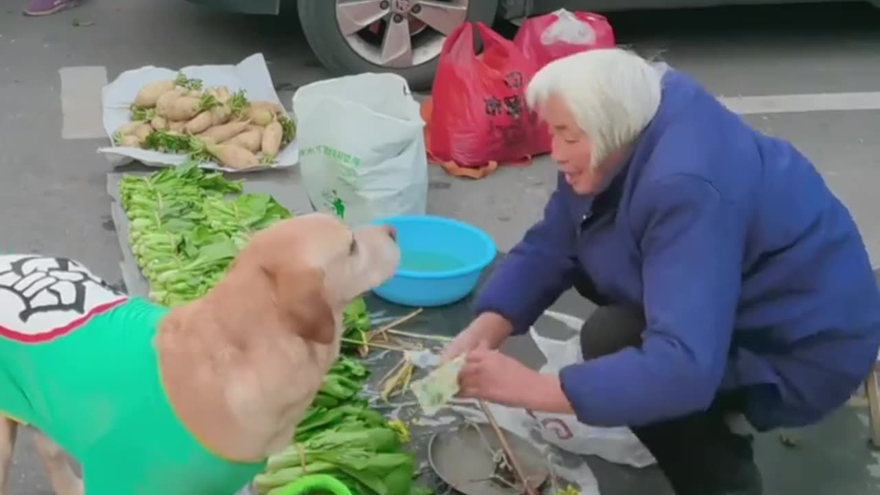 "Smart Dog Outsmarts Shop Owner: Buying Vegetables Like a Pro!"?