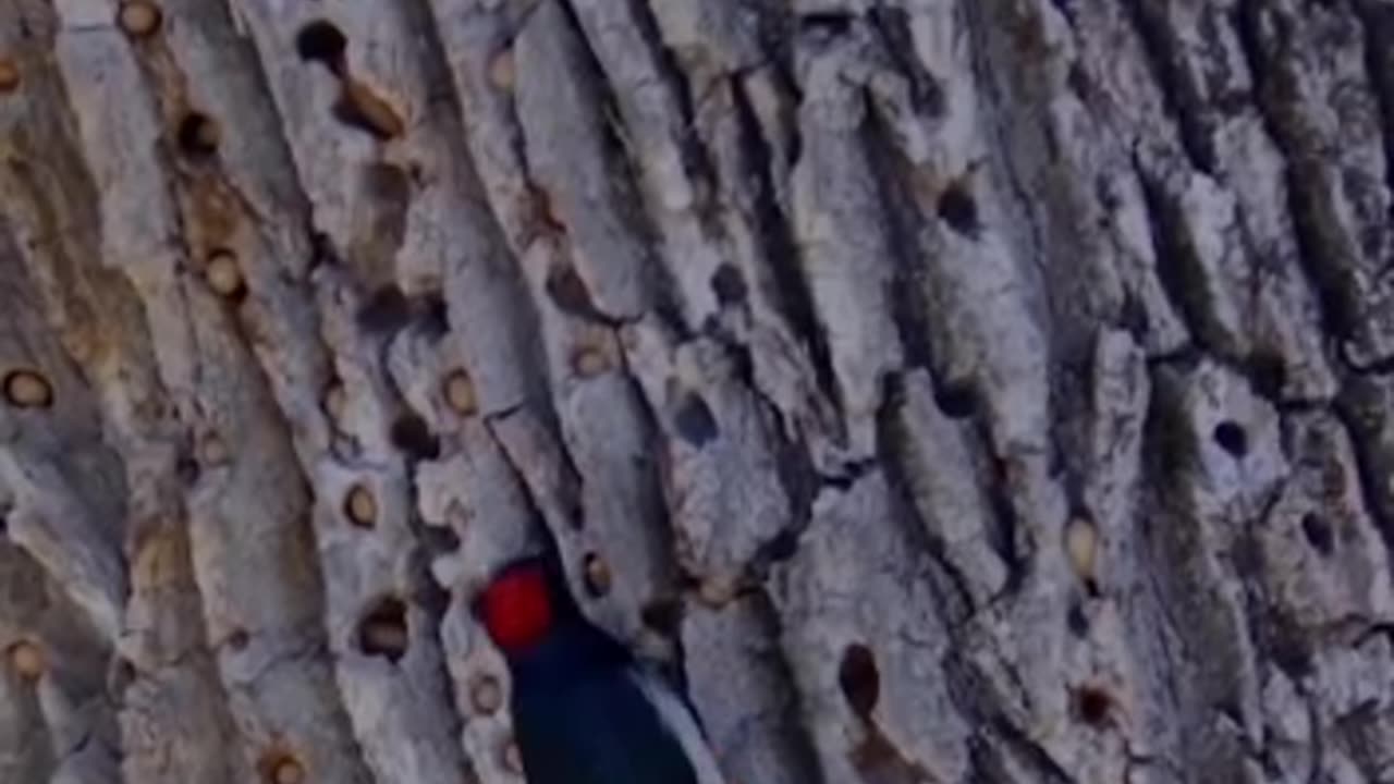 Woodpecker