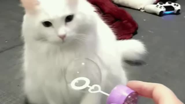 Cute Cat Gif