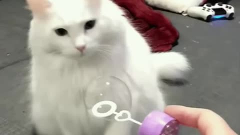Cute Cat Gif