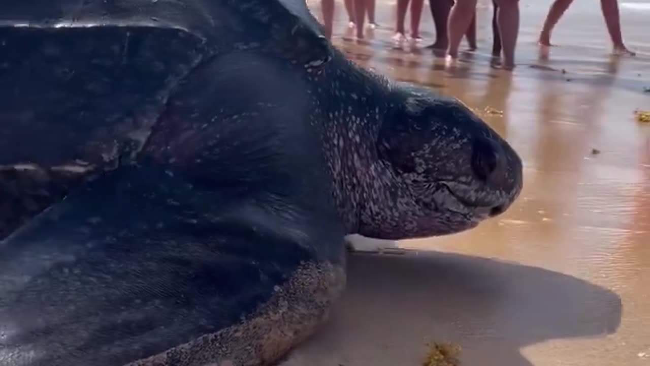 This is a Leatherback sea turtle and they're absolutely HUGE!!