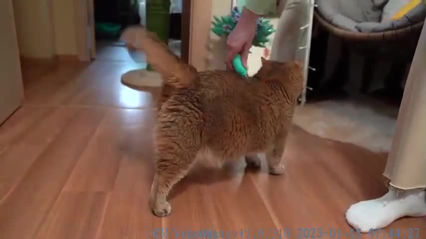 Where is the microchip located