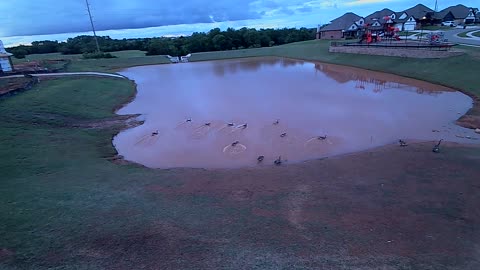 The Pond
