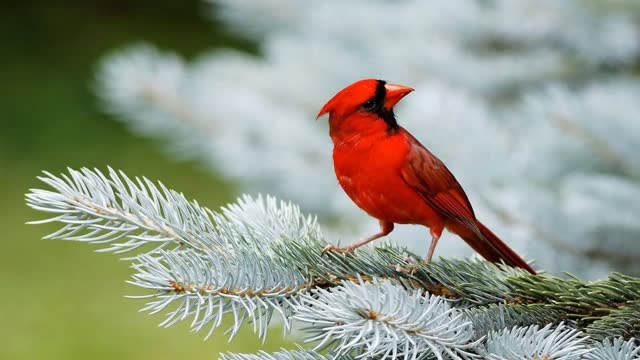 Beautiful Birds & Flowers