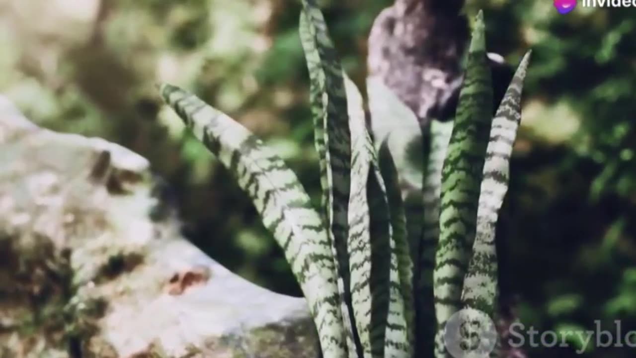 The Deadly Beauty of Sri Lankan Pit Vipers