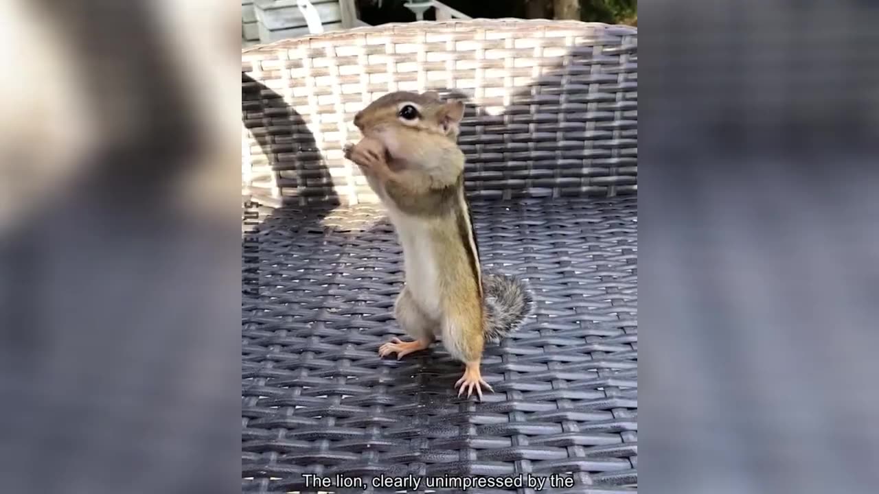 Funniest Animal Encounters