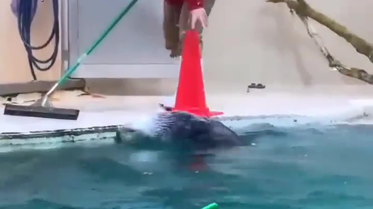 You must watch this cute!