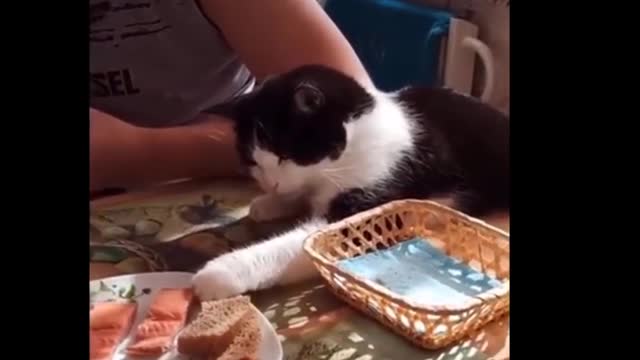 Funniest Cats Dont try to hold back Laughter Funny Cats Life