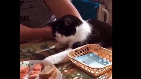 Funniest Cats Dont try to hold back Laughter Funny Cats Life
