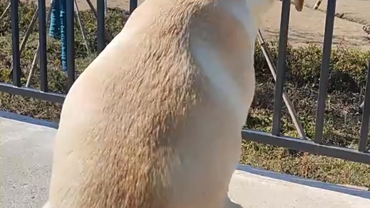 a spinning dog