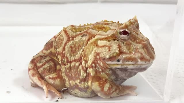 Beetle vs horned frog