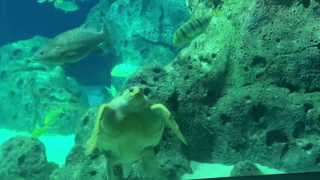 Giant turtle