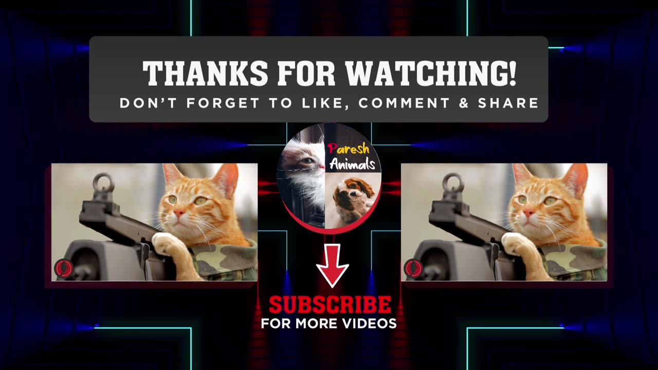 CATS ARE FUNNY