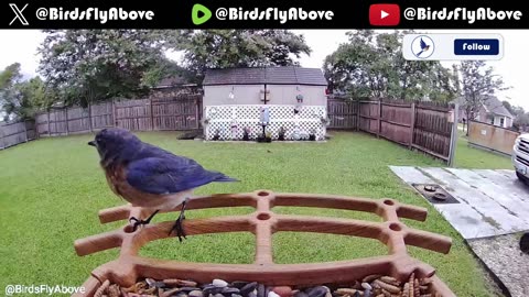 Bluebirds at the feeder