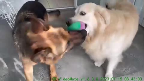 Golden Retriever Shocked by German Shepherd Steals His Toy
