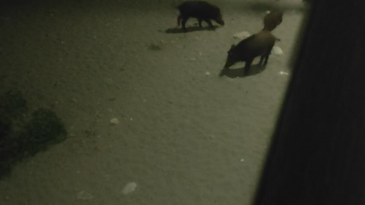 wild boar family