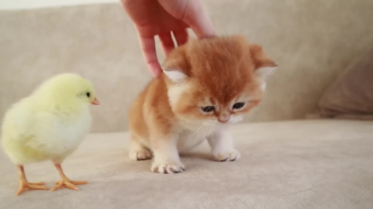 Kittens walk with the tiny chickens