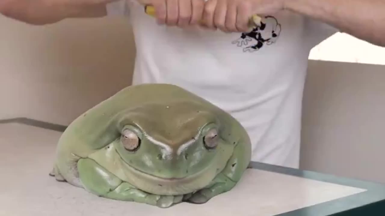 Giant Frog