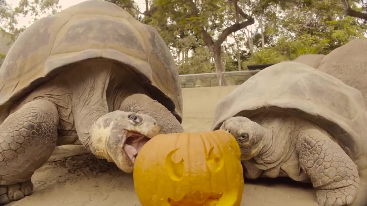 Senior Galápagos Tortoise Residents' Halloween Party