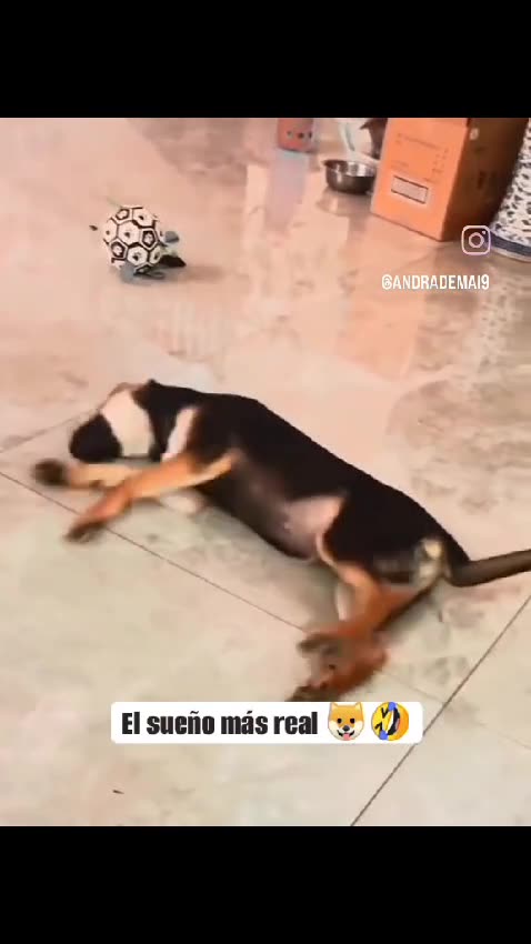 What do you think this dog is dreaming about? Maybe bones, since he’s digging in his sleep! 😂🐕