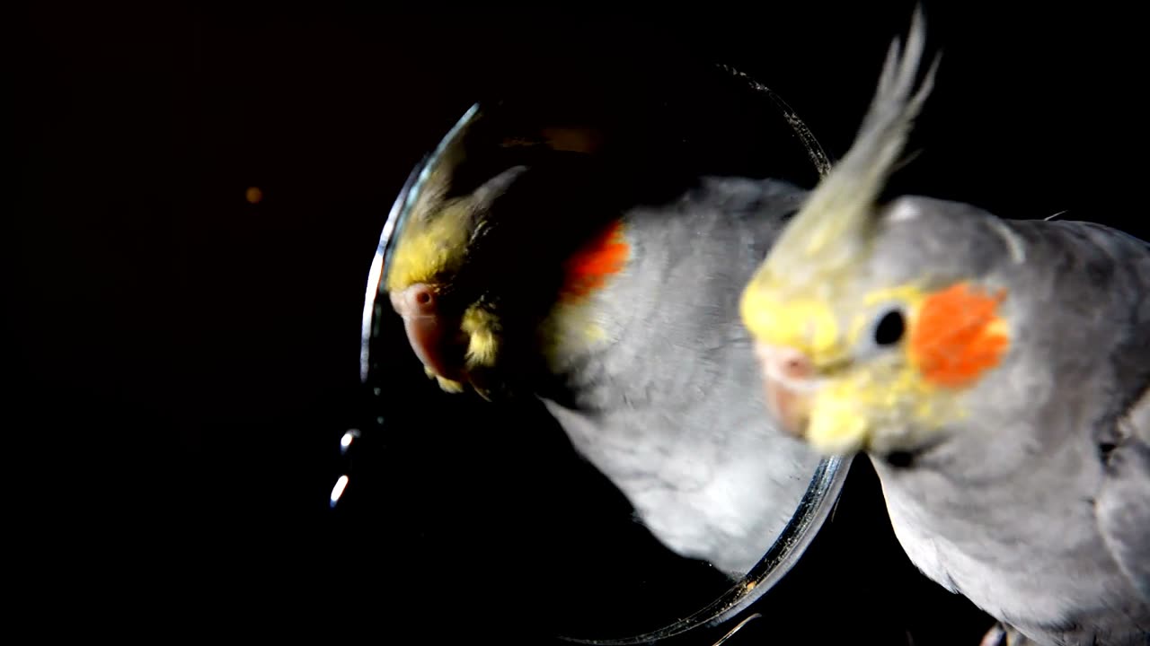 Birds with Attitude Feathered Drama