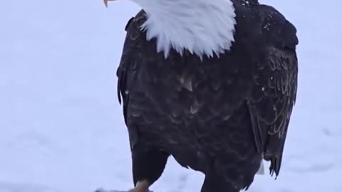 Masculine EAGLE 🦅