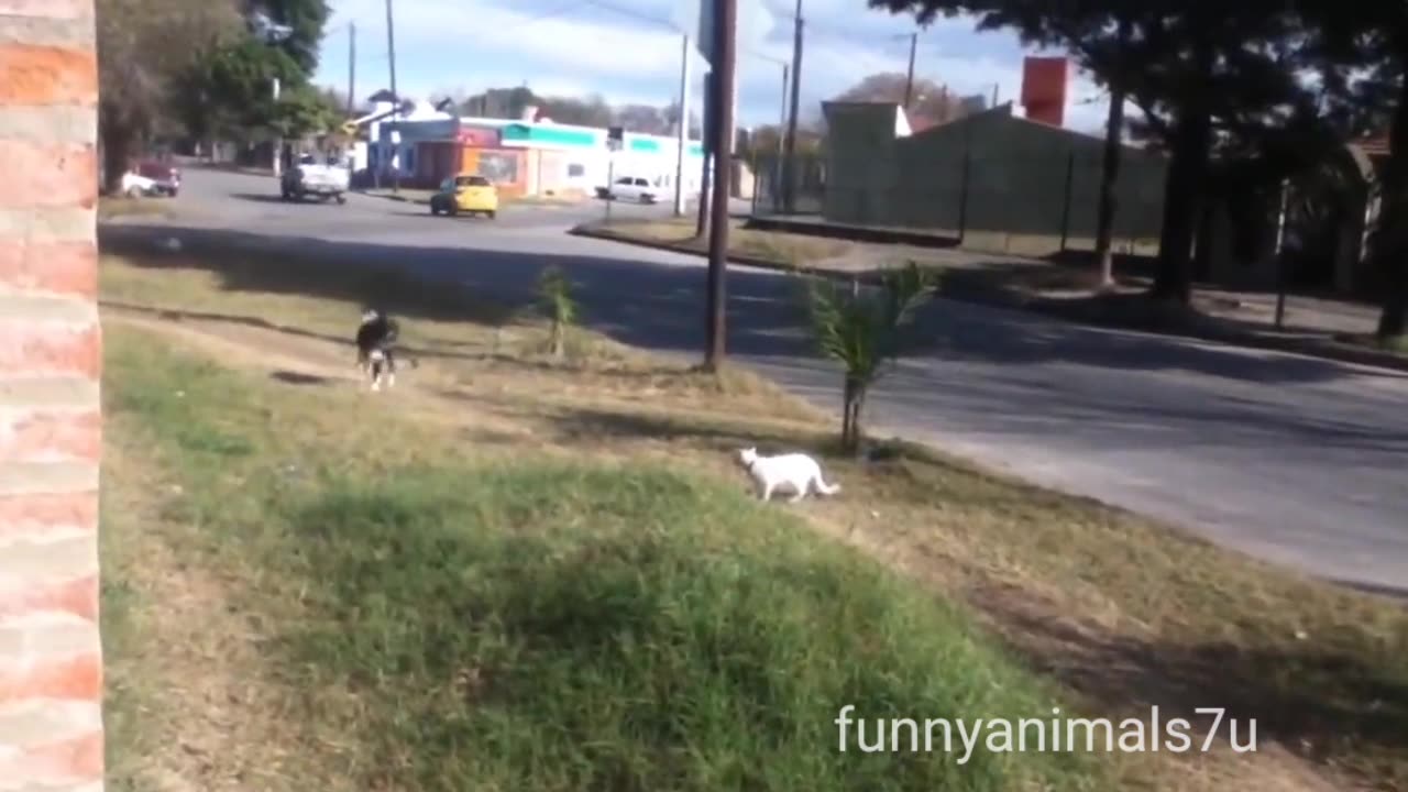 Funny animals videos