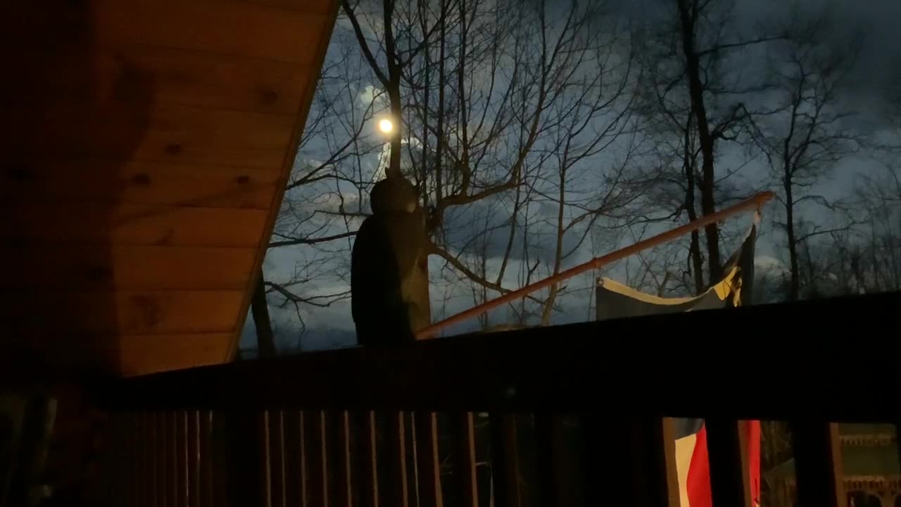 NW NC at The Treehouse 🌳 2/6/23 First light/ Moon moves behind a tree 42° going up to 52° & sunny