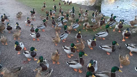 Änderna vid Svartån. Rosta i Örebro 26 Nov. 2020 (2)