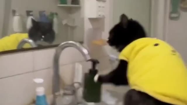 😄cat mischievous owner😄