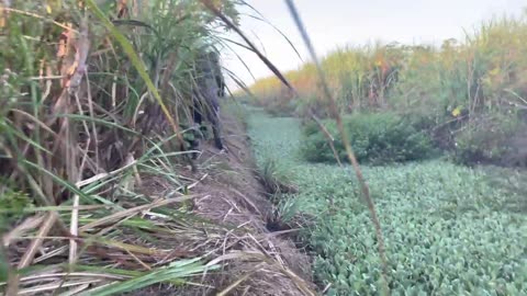 Feral Hog _ Boar hunting with dogs in Florida - pigs everywhere!