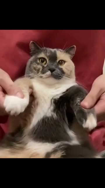 Funny Cat 😸 Most funniest Cat 😂