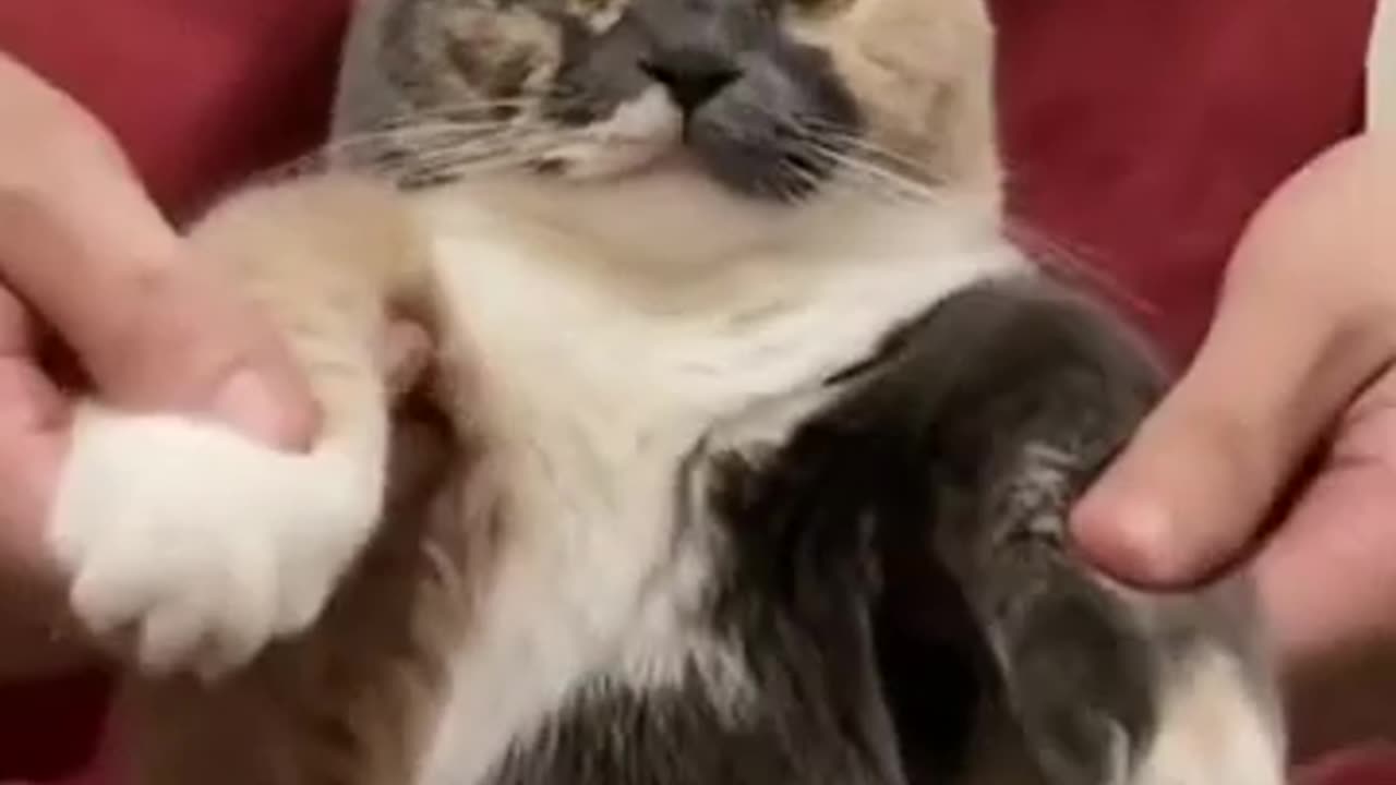 Funny Cat 😸 Most funniest Cat 😂