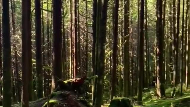 Relaxing Nature Sounds #nature #relaxing #forest