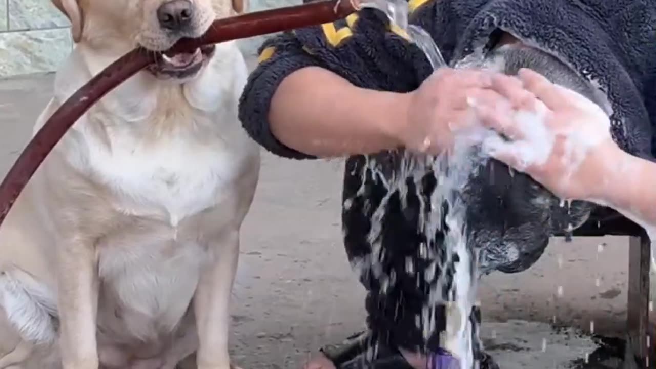 The dog is bathing its owner