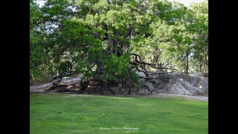 Landscapes in Florida