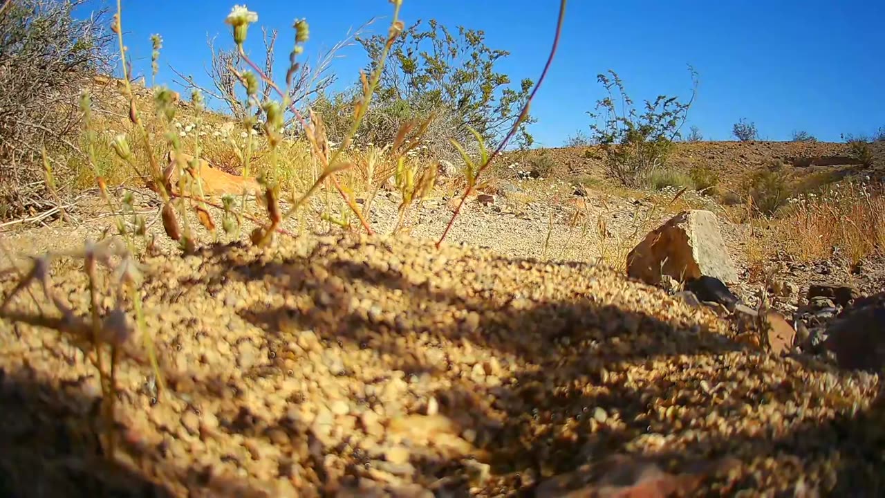 Mojave Desert Spring blooms