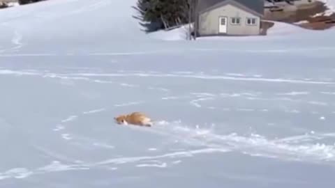 Dog sliding on the snow