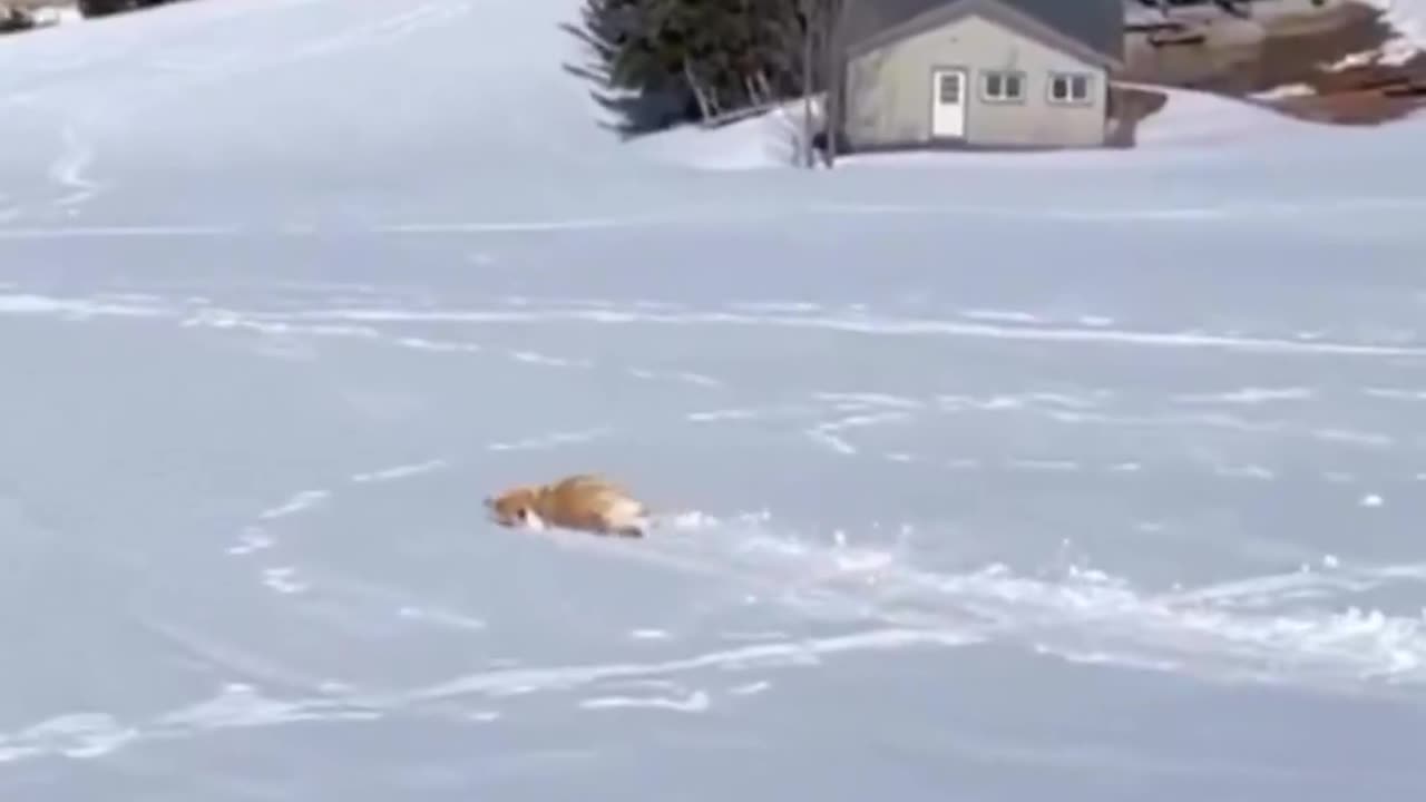 Dog sliding on the snow