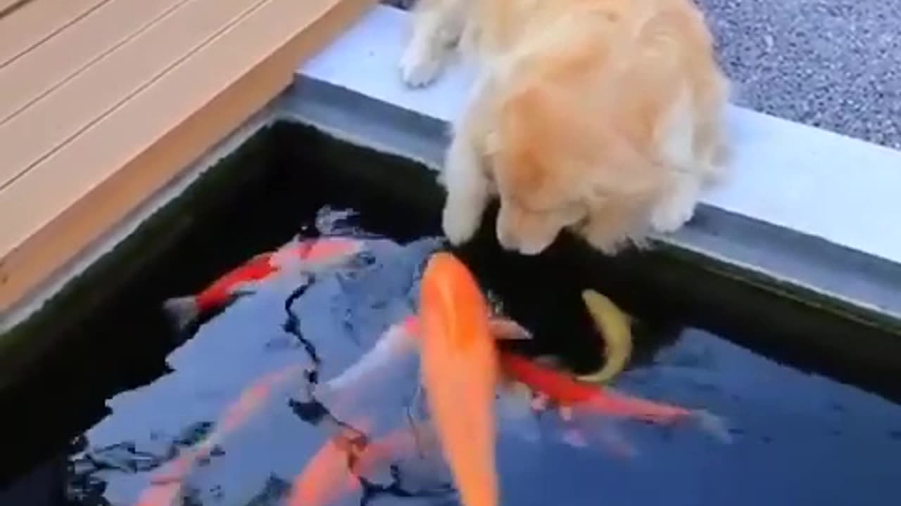 Dog trying to catch fishes