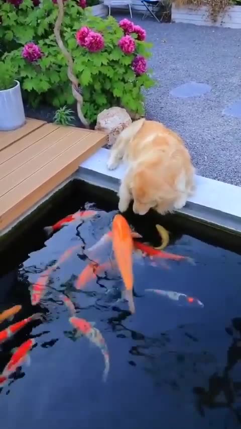 Dog trying to catch fishes