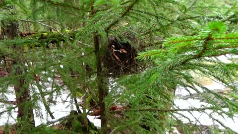 Bird Nest