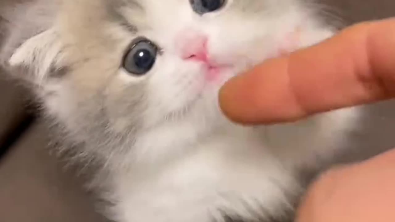 Such a cute little kitten!