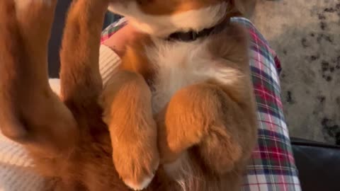 Puppy Discovers His Toes